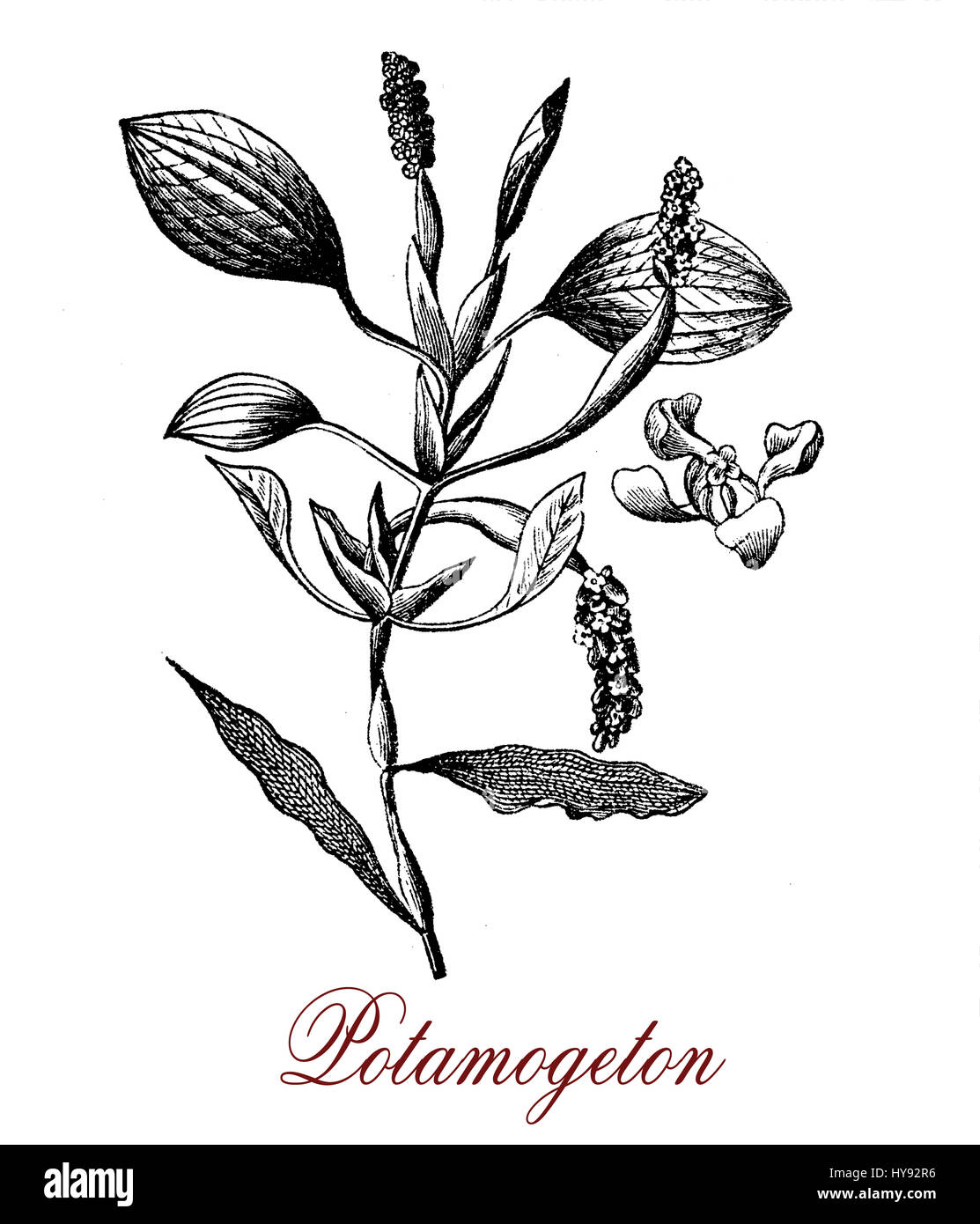 Vintage engraving of Potamogeton or pondweed aquatic plant in standing or running water Stock Photo