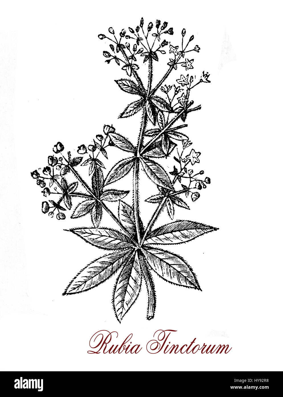 Vintage engraving of Rubia tinctorum or common madder used since ancient times as a vegetable red dye for leather, wool, cotton and silk Stock Photo