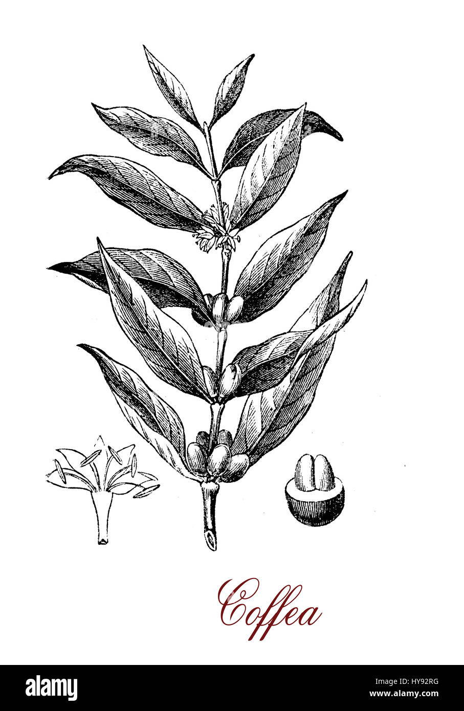 Vintage engraving of Coffea (coffee plant)  botanical morphology:  leaves, flowers and berries containing 2 coffee beans each. Stock Photo