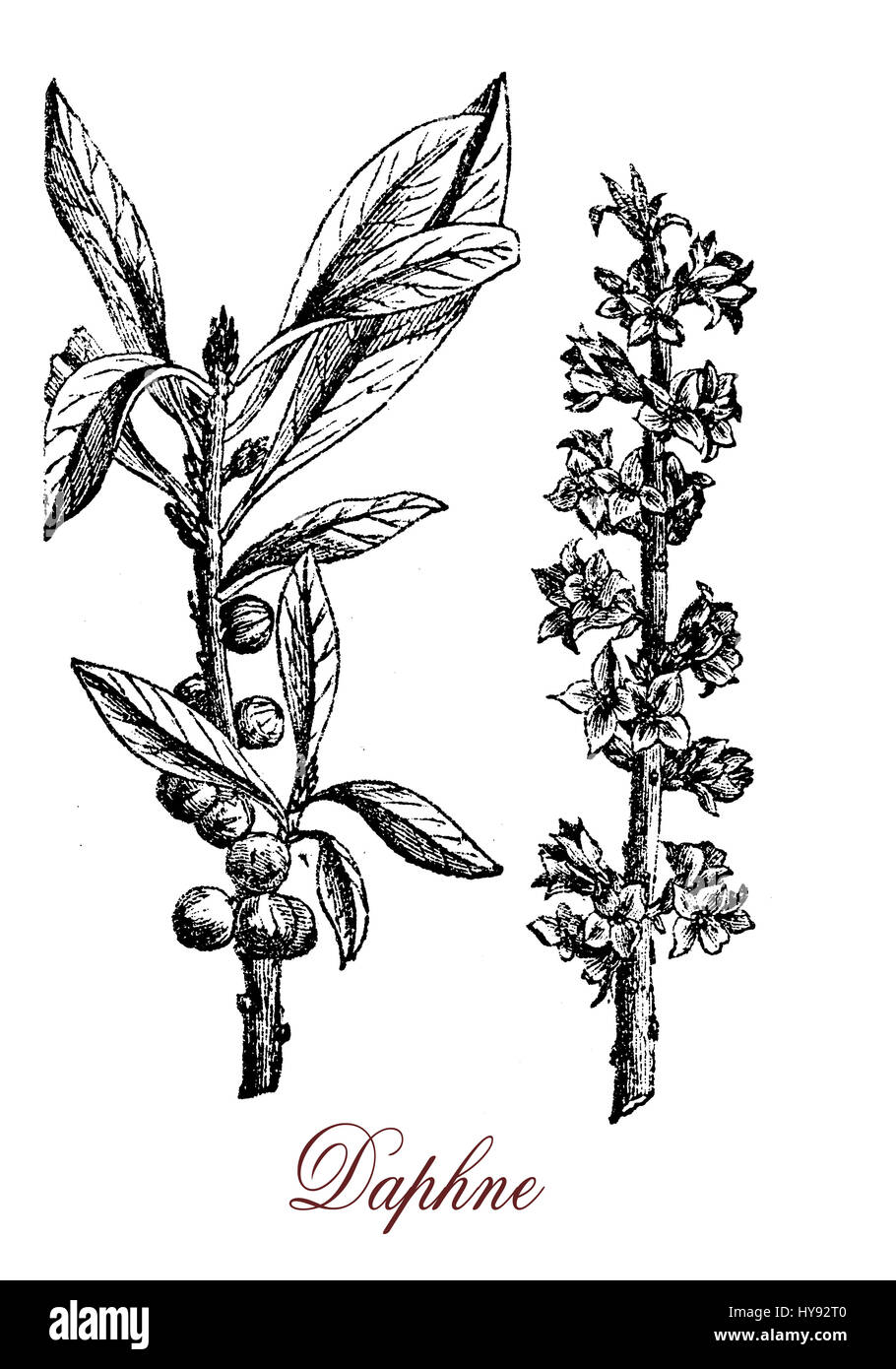 Vintage engraving of Daphne, ornamental shrub cultivated in garden with scented flowers and poisonous berries. Stock Photo