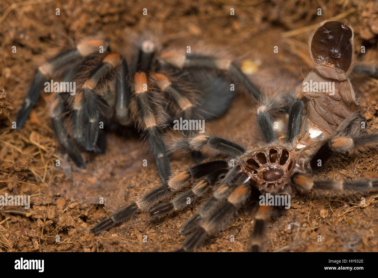 Mexican redknee tarantula shedding it's skin, Brachypelma smithi Stock Photo