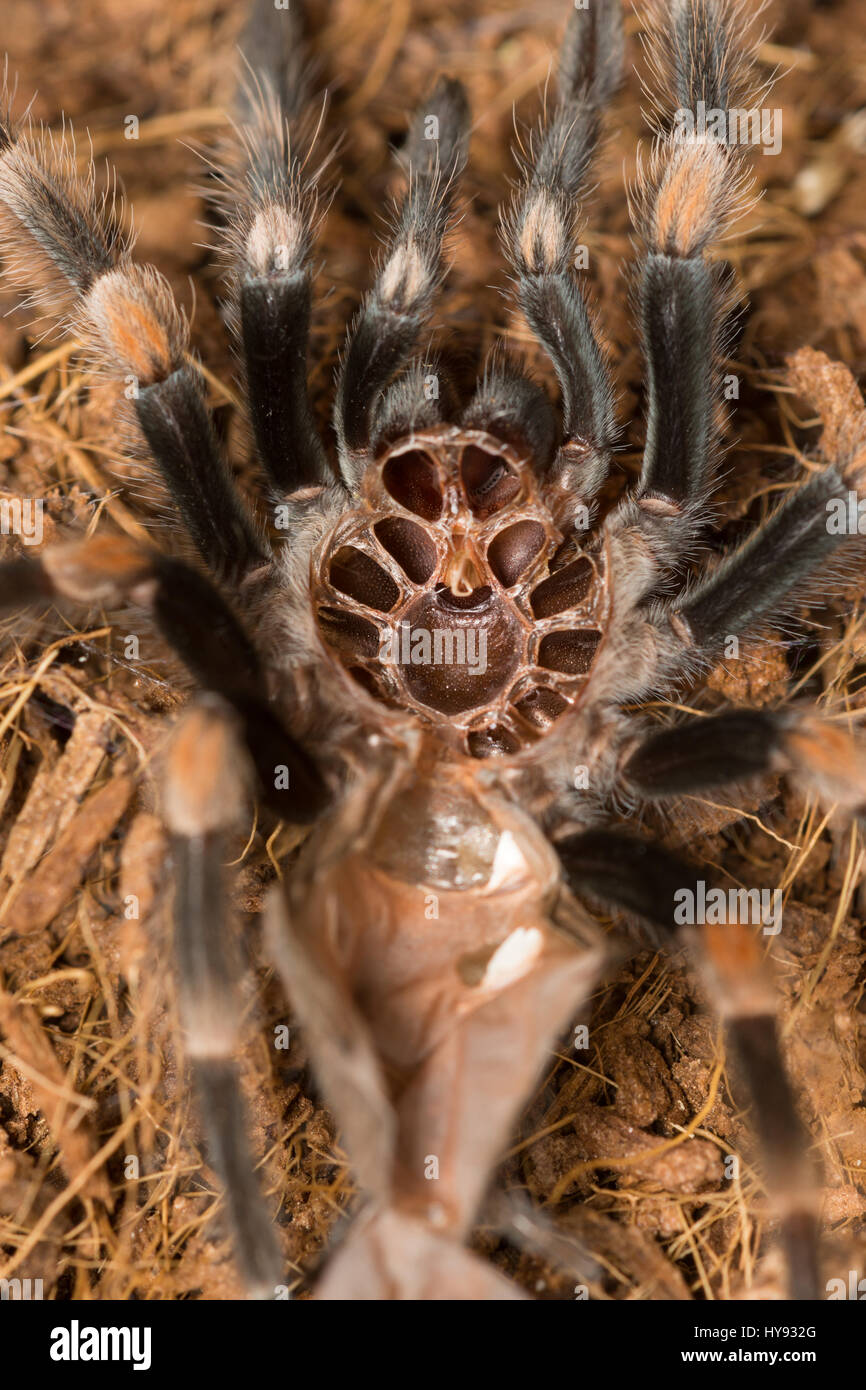 Mexican redknee tarantula shedding it's skin, Brachypelma smithi Stock Photo