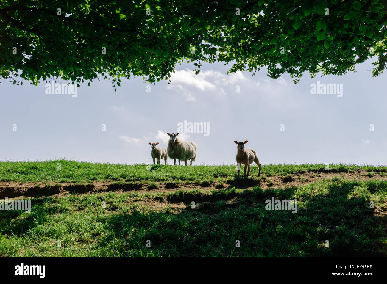 Two lambs with their mother in a green field in Spring Stock Photo - Alamy
