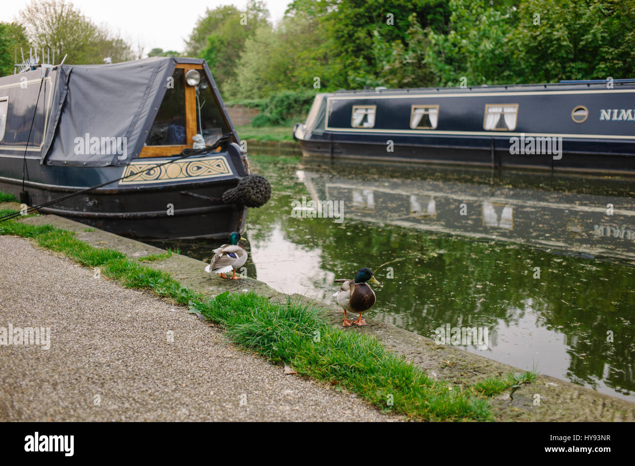 Narrowboats on the Bridgewater Canal at Lymm in Cheshire. Stock Photo