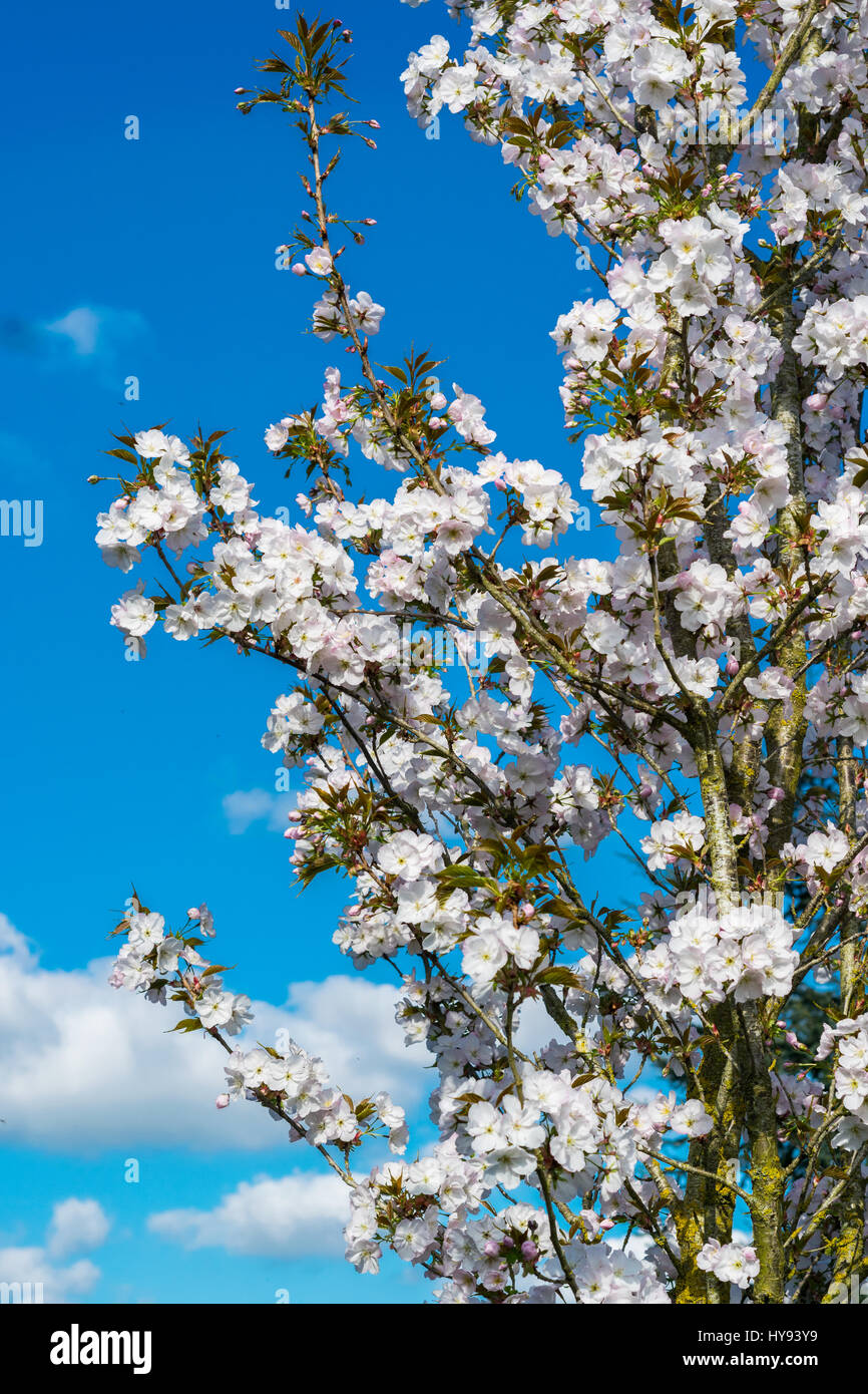 Spring Blooming Tree Stock Photo Alamy