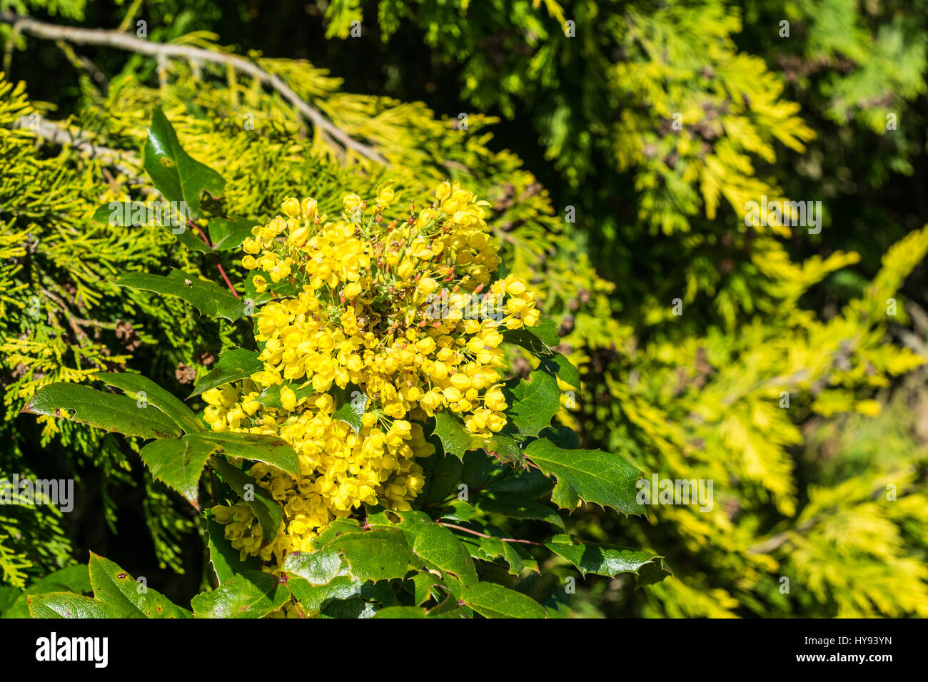 Spring Blooming Tree Stock Photo Alamy