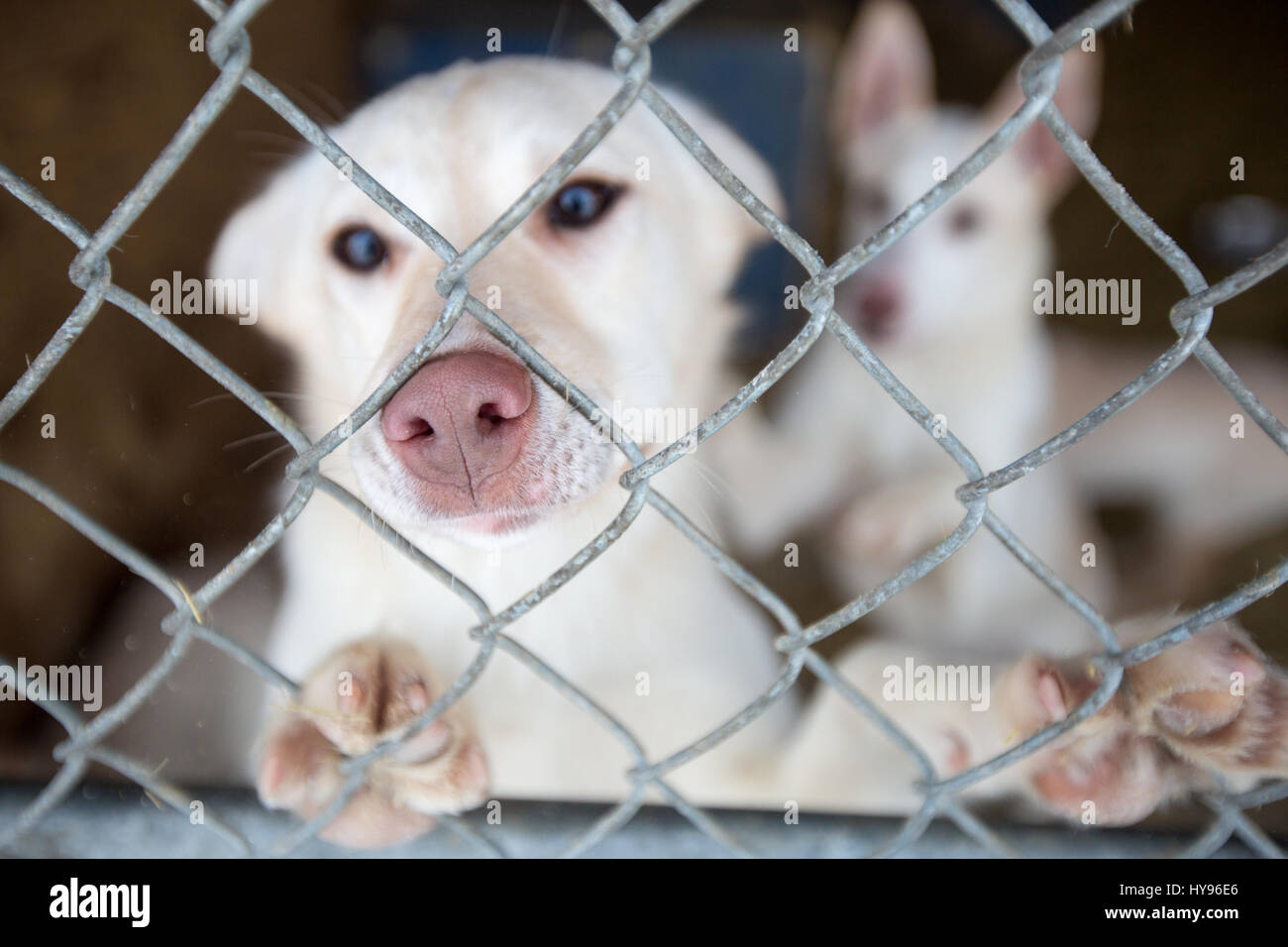 Cute white dog behind fence with paws on fence and pink nose, looking directly at camera with blue eyes; sad sweet pup Stock Photo
