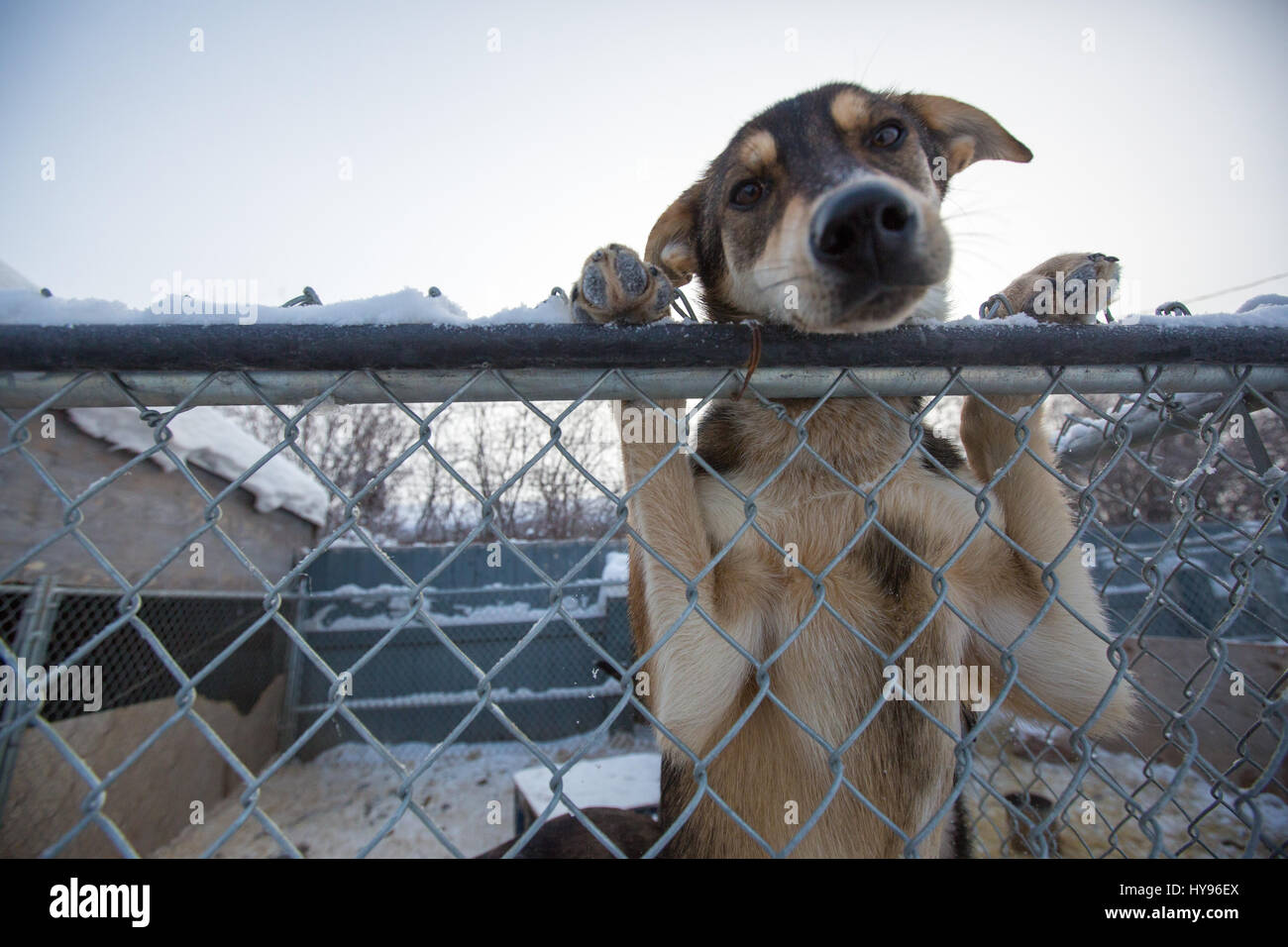 Cute shorthaired dog looking directly at camera, leaning up over a chain fence with both paws on it on a cold winter day Stock Photo