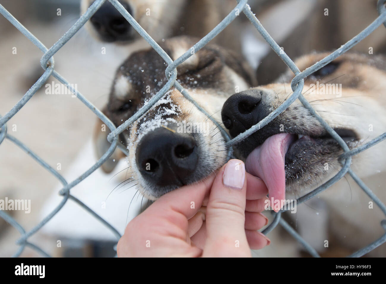 2 cute sled dogs with snowflakes on their faces licking a woman's hand through a chain fence Stock Photo