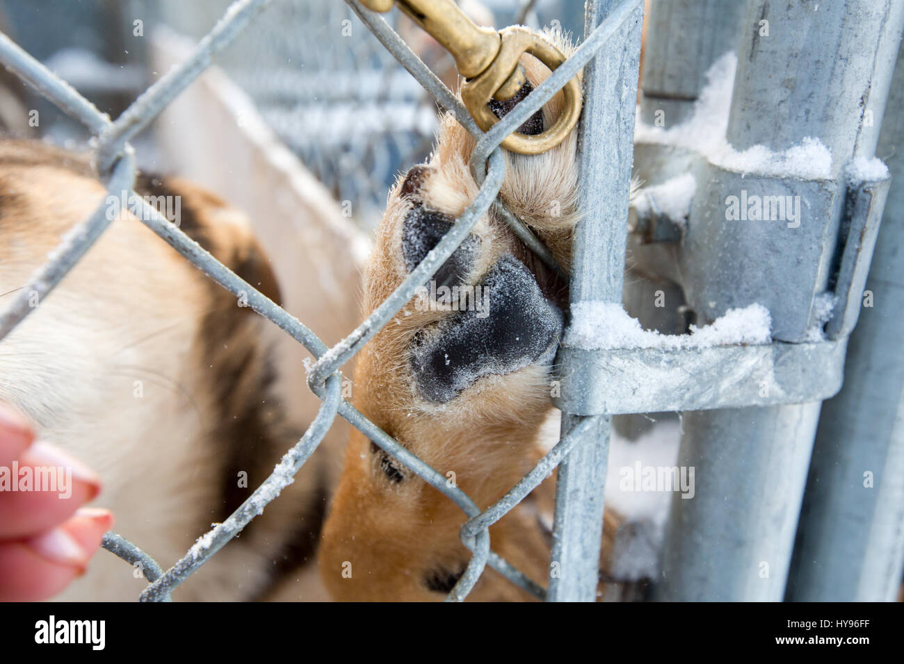 Sled dogs Stock Photo