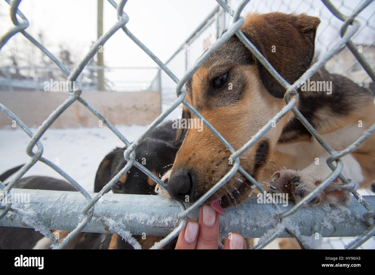 Sled dogs Stock Photo
