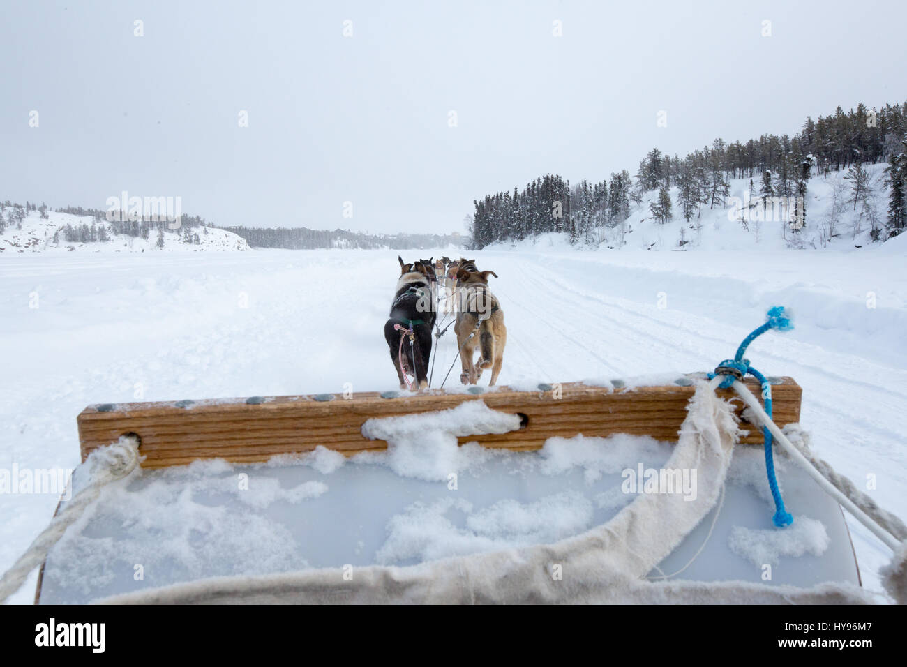Dog sledding in Yellowknife, NWT Canada riding a sleigh being pulled by a team of husky dogs in
