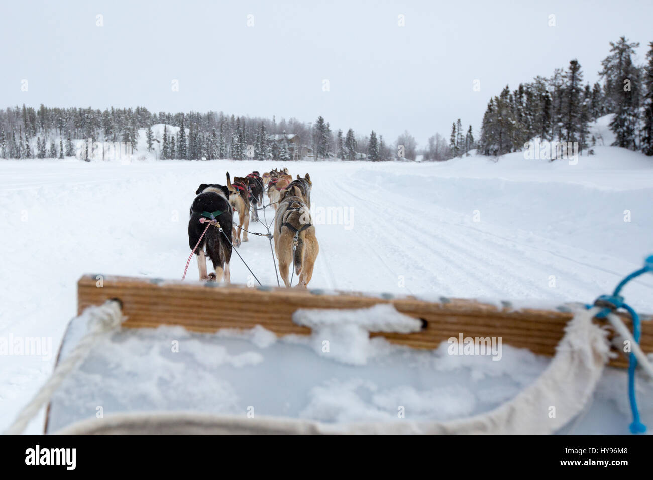 Dog sledding in Yellowknife, NWT Canada riding a sleigh being pulled by a team of husky dogs in