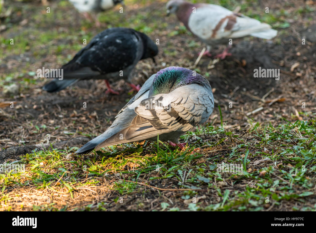 Beautiful Pigeon bird walking on grass in the square. Curious pigeons  standing on the grass in a city park. Funny pigeons walking and flying  Stock Photo - Alamy