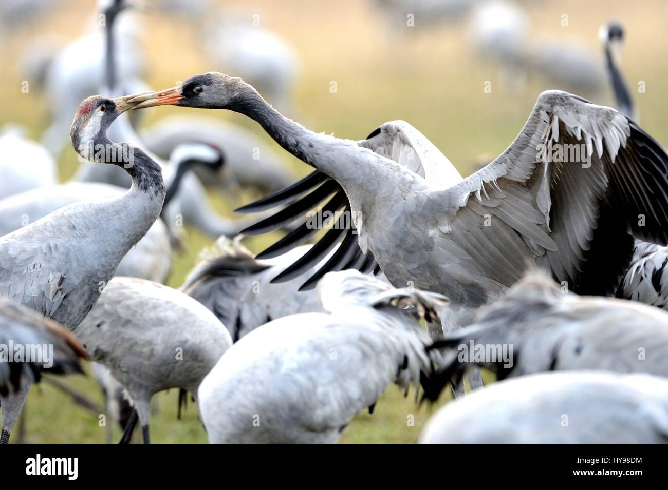 Gray Crane | usage worldwide Stock Photo - Alamy