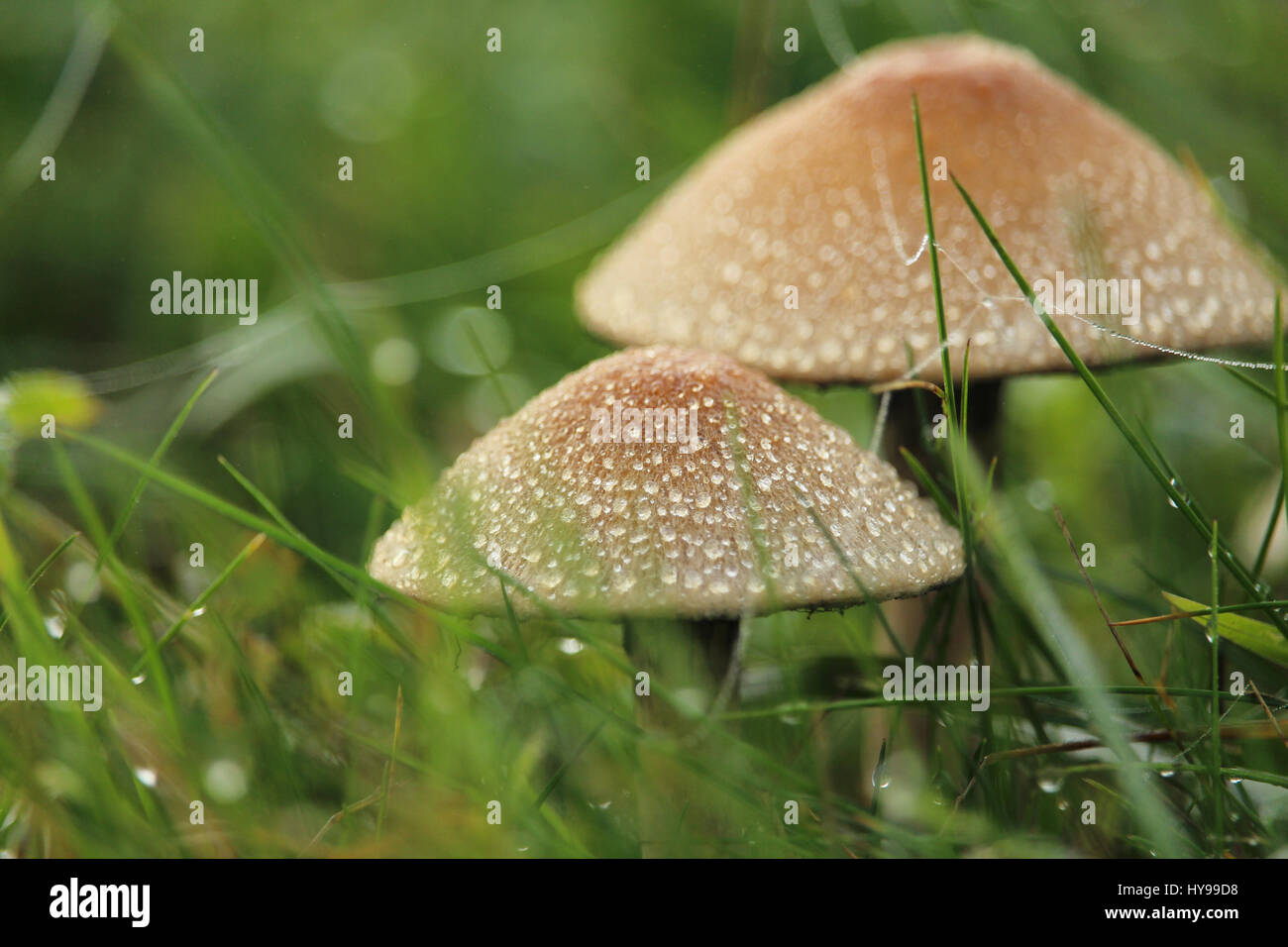 mushroom Stock Photo