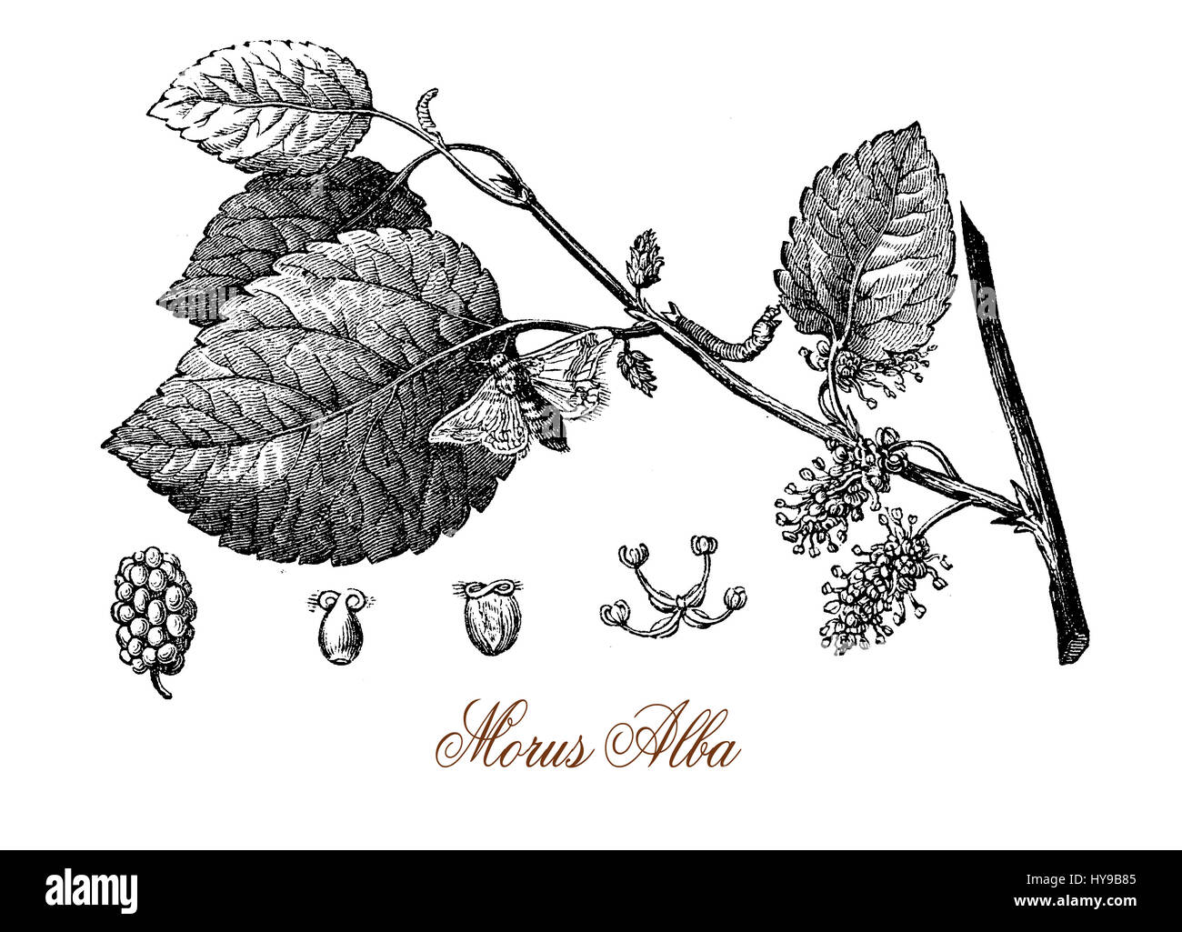 Vintage engraving of white mulberry, tree with  and sweet white fruits cultivated to feed the silkworms for commercial production of silk. Used in traditional medicine and as ornamental tree in landscaping. Stock Photo