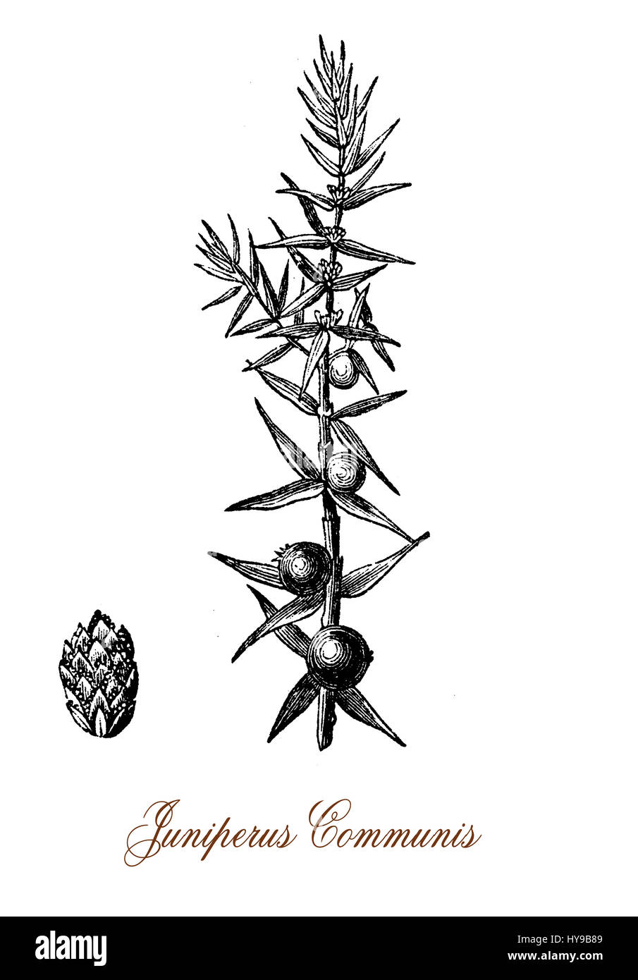Botanical illustration juniper hi-res stock photography and images - Alamy