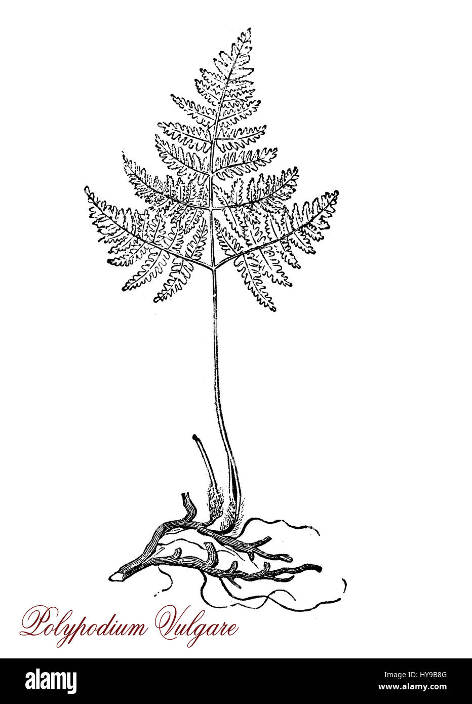 Vintage engraving of polypodium vulgare or common polypody, fern growing in shaded locations, used in traditional cooking for its sweet taste and in traditional herbal medicine Stock Photo