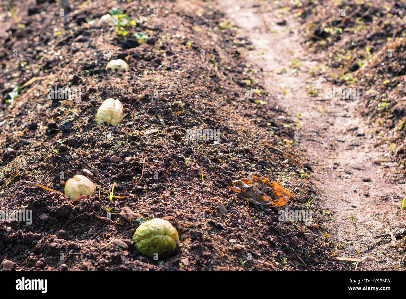 Selective focus chayote on garden for background Stock Photo