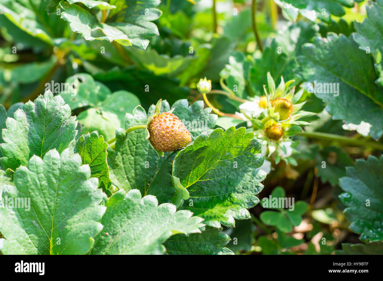 Strawberry fruit grows in farm Stock Photo - Alamy