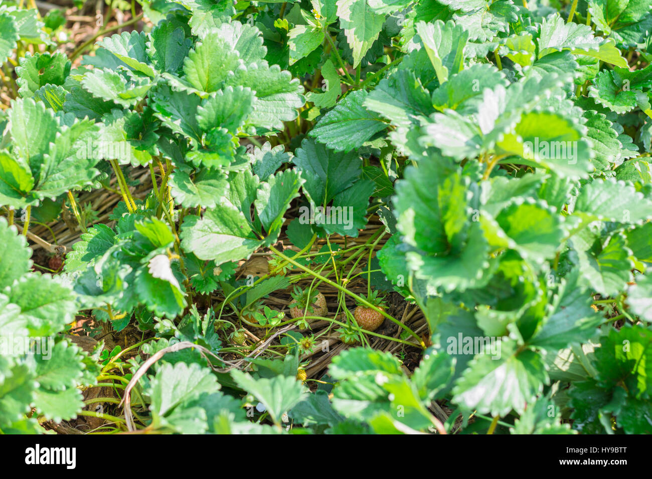 Strawberry fruit grows in farm Stock Photo - Alamy