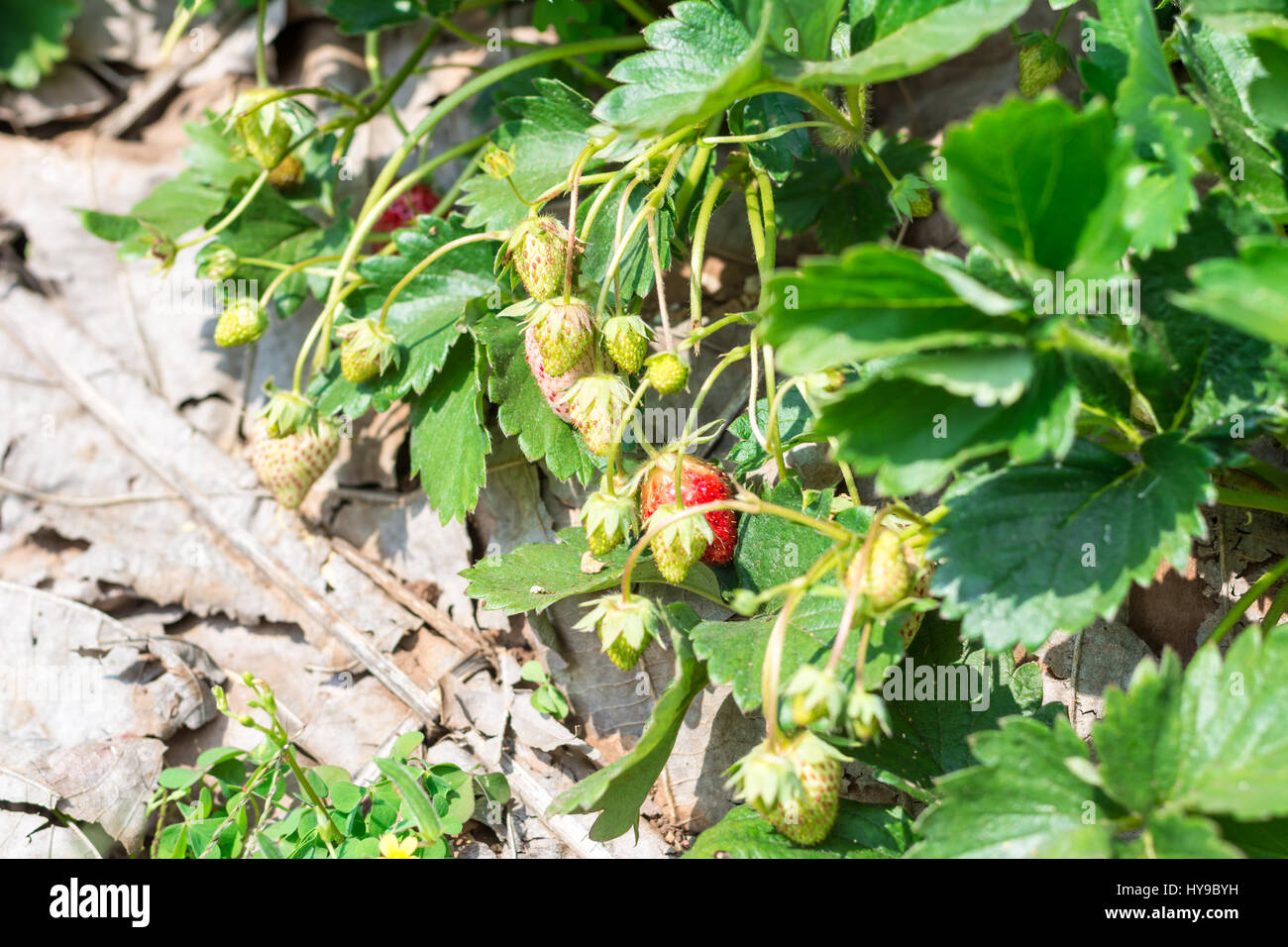 Strawberry fruit grows in farm Stock Photo - Alamy