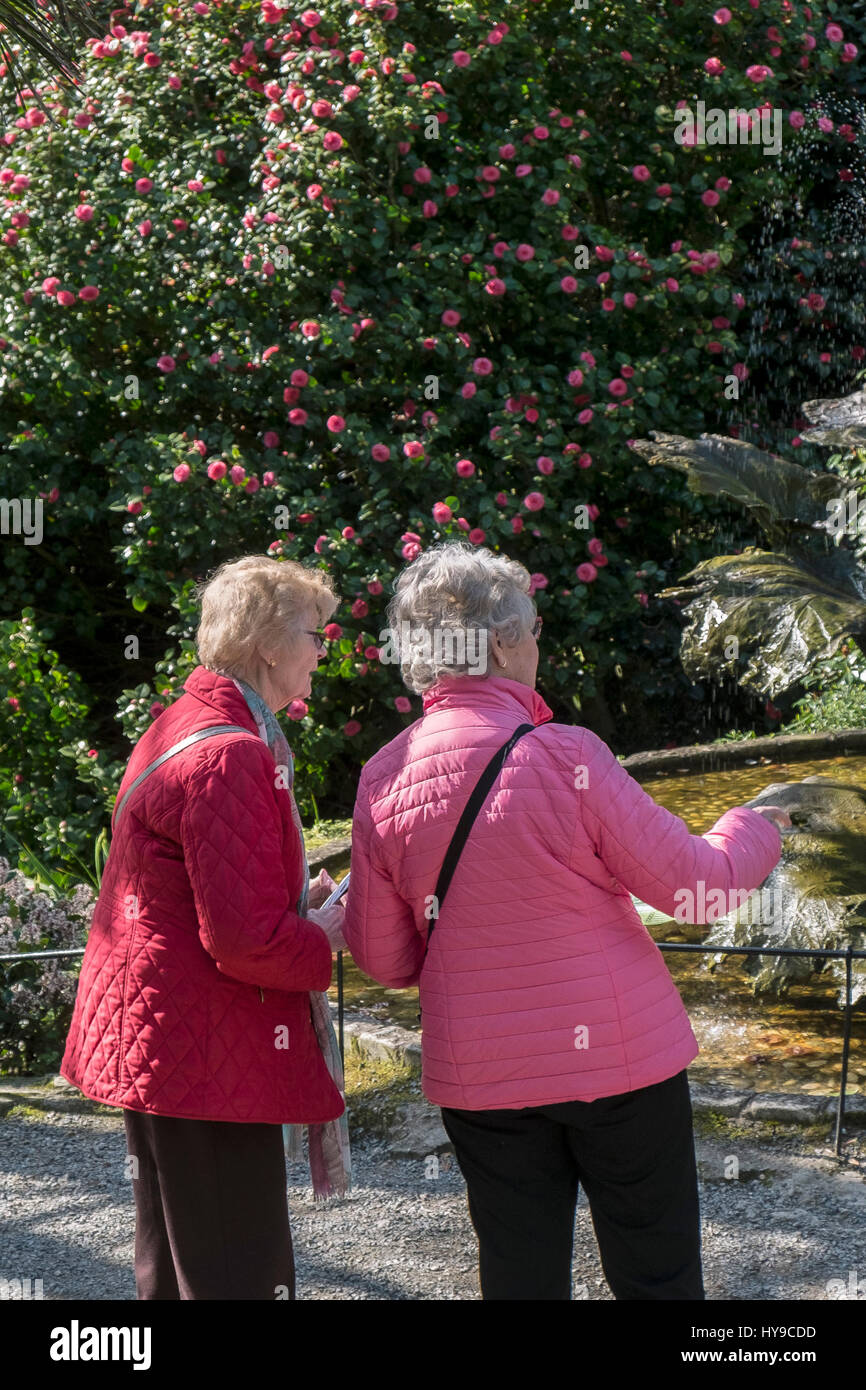 Two visitors plan their visit to Trebah Garden in Cornwall. Stock Photo