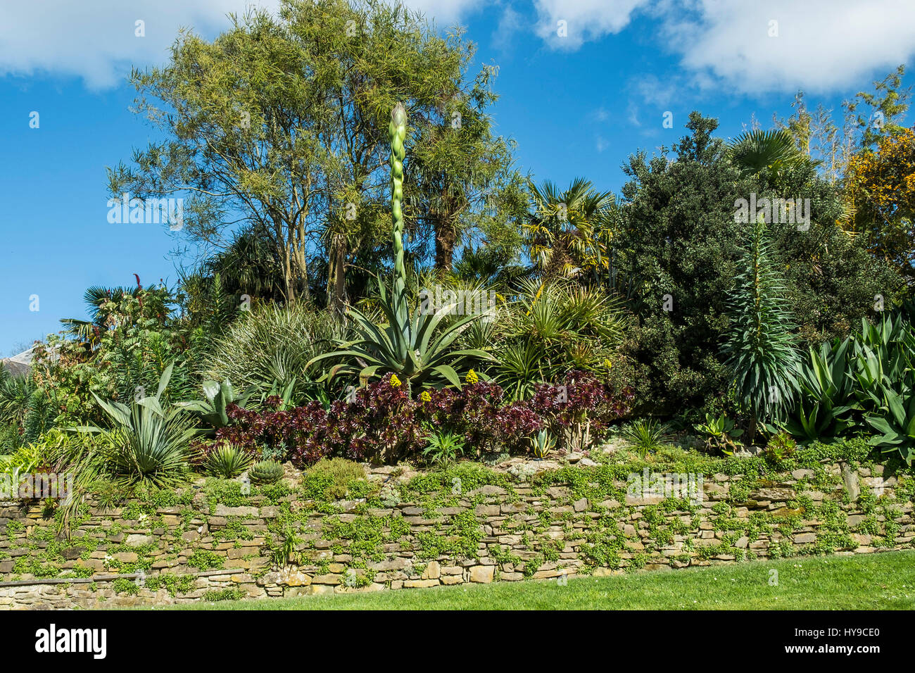 Trebah Gardens SubTropical Aloe vera Plant Flowering Spectacular