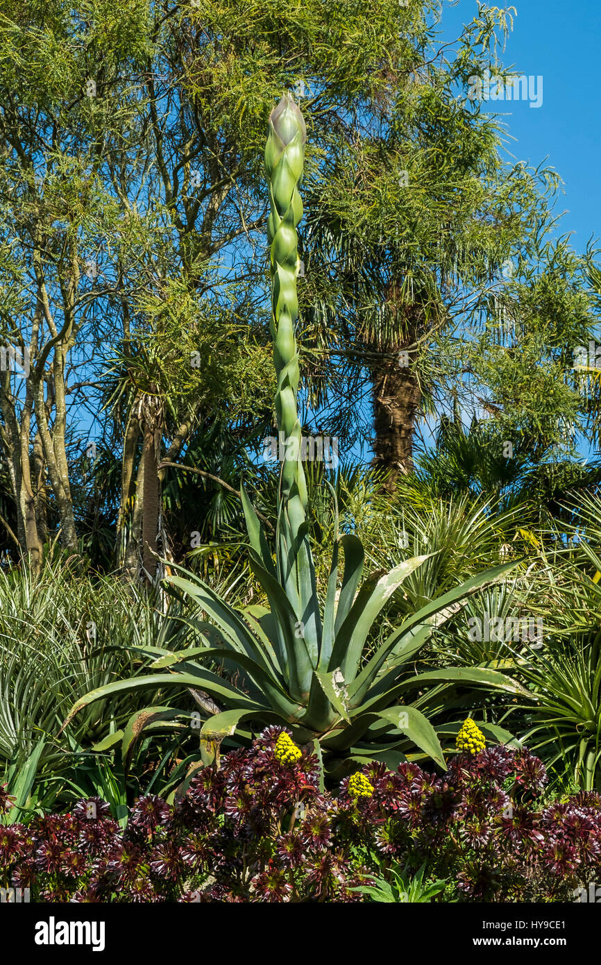 Trebah Gardens Sub-Tropical Aloe vera Flowering Tourism Attraction Plants Spectacular Cornish Cornwall Stock Photo