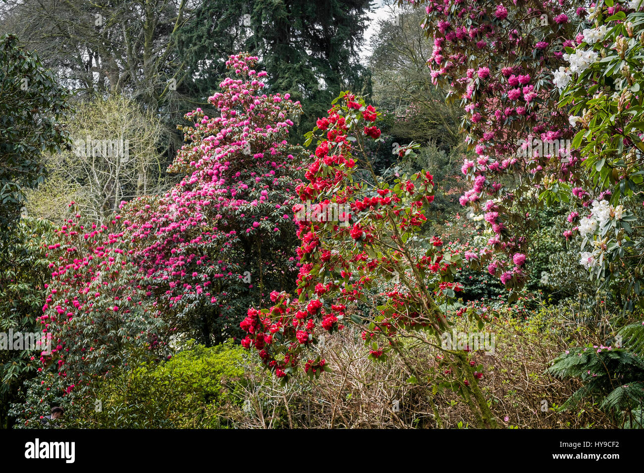 Cornwall Rhododendron Trebah gardens cornwall rhododendrons hi-res stock photography and ...