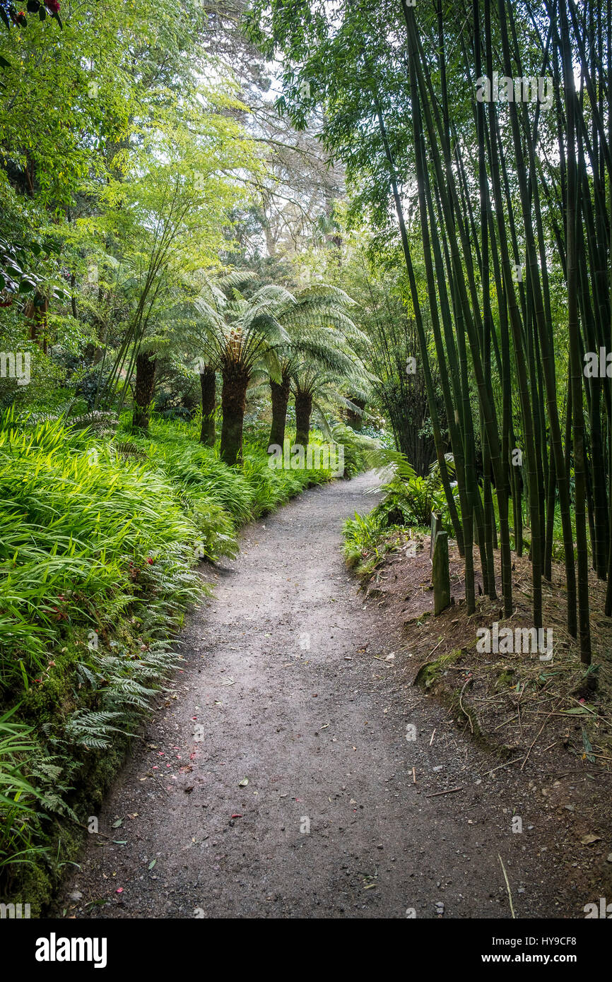 Trebah Garden Sub-Tropical Path Pathway Tourism Tourist attraction Visitor attraction Cornish Palms Bamboo Cornwall Stock Photo