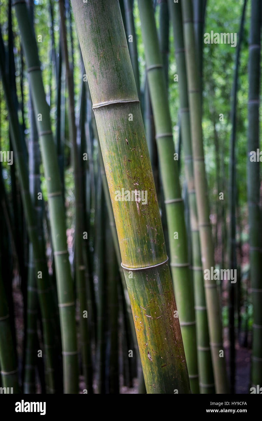 Phyllostachys edulis Bamboo Culms Plant Gardening Horticulture Trebah Garden Sub-Tropical Stock Photo