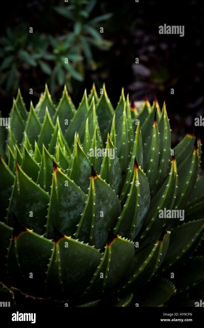 Trebah Garden Sub-Tropical Aloe polyphylla Spikes Spiky Spikey Plant Gardening Horticulture Cornish Cornwall Stock Photo