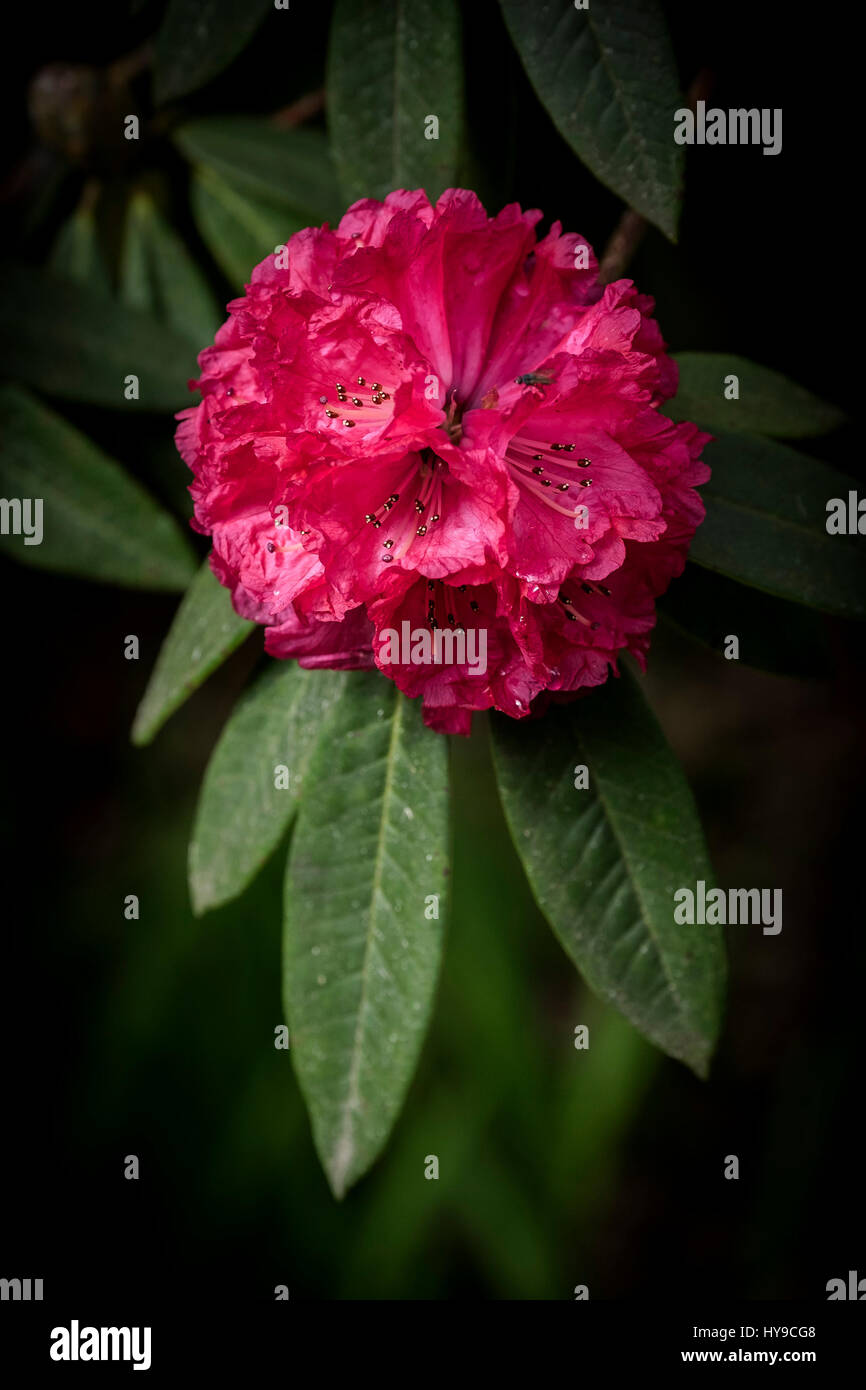 Trebah Garden Rhododendron arboreum Sub-Tropical Flower Bloom Vibrant Red Petals Gardening Pretty Stock Photo