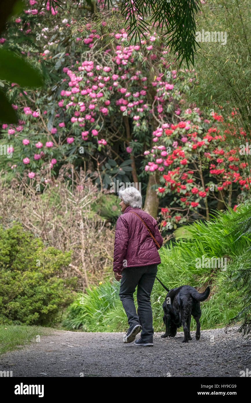 Terabit Garden Dog Walker Pet Sub-Tropical Flowers Blooms Vibrant Gardening Attraction Exercise Cornish Cornwall Stock Photo