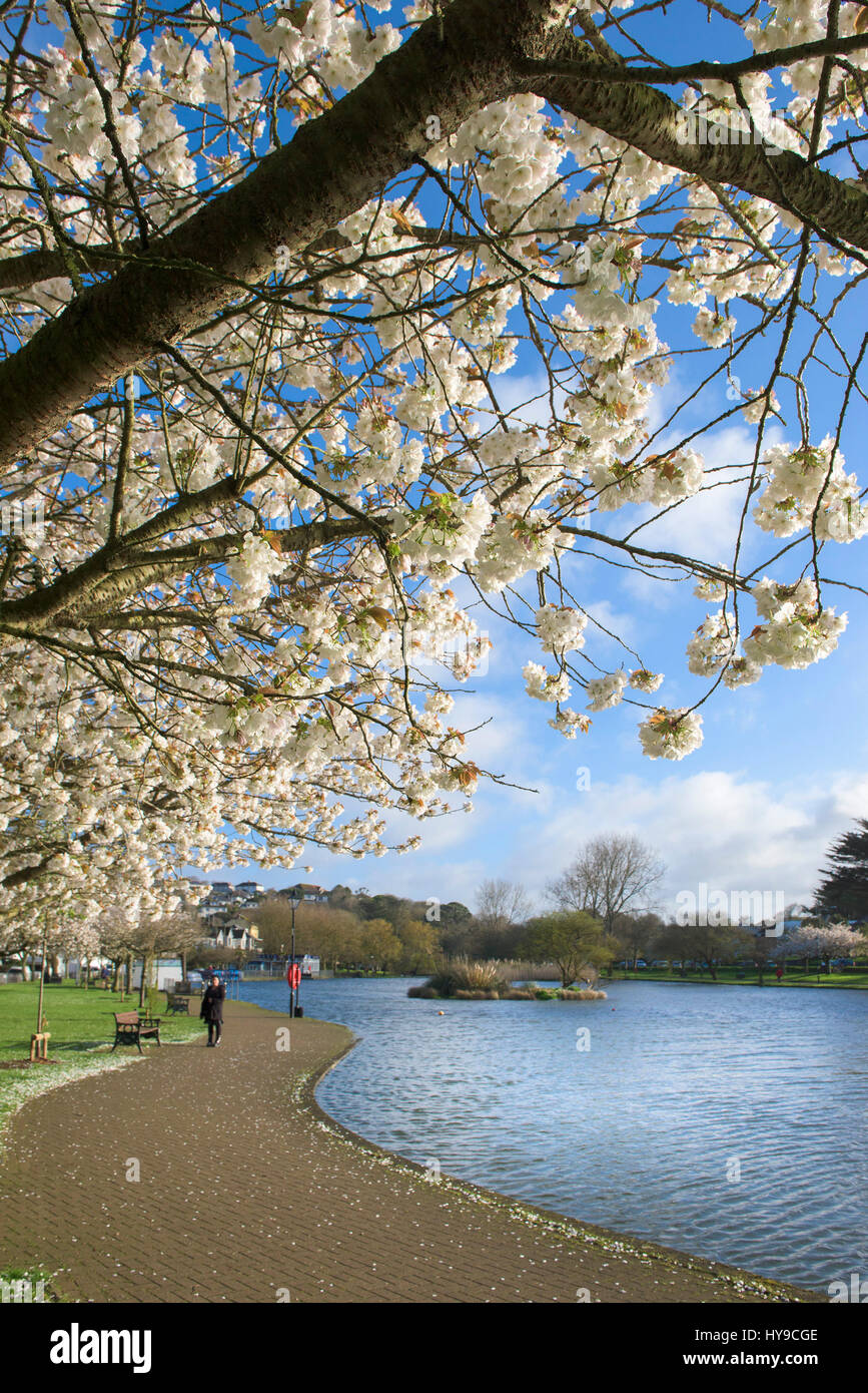 Trenance Boating Lake Water Blossom Trees Visitor Attraction Tourism Sunny Sunshine Spring Season Stock Photo
