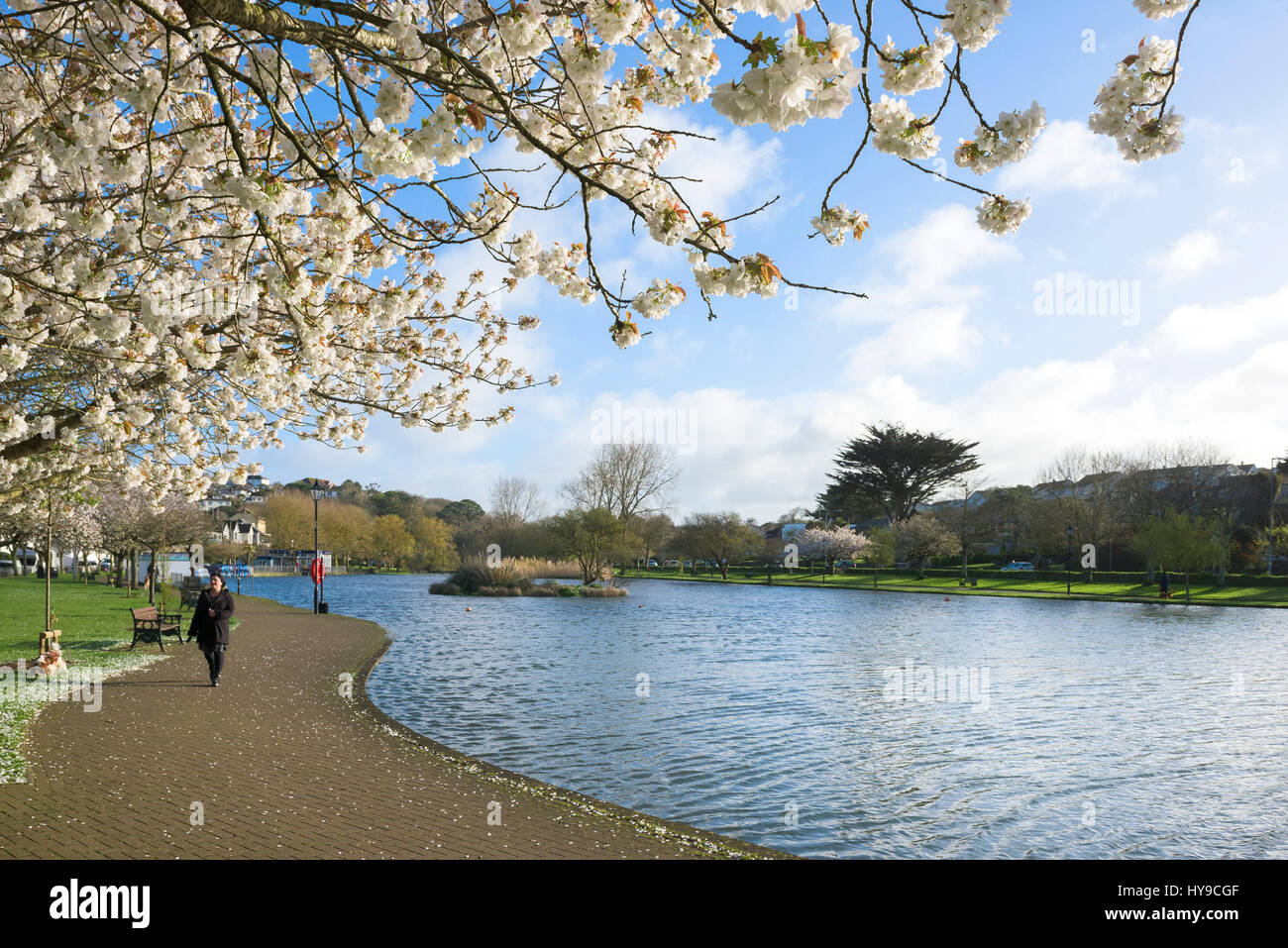 Trenance Boating Lake Water Blossom Trees Visitor Attraction Tourism Sunny Sunshine Spring Season Stock Photo