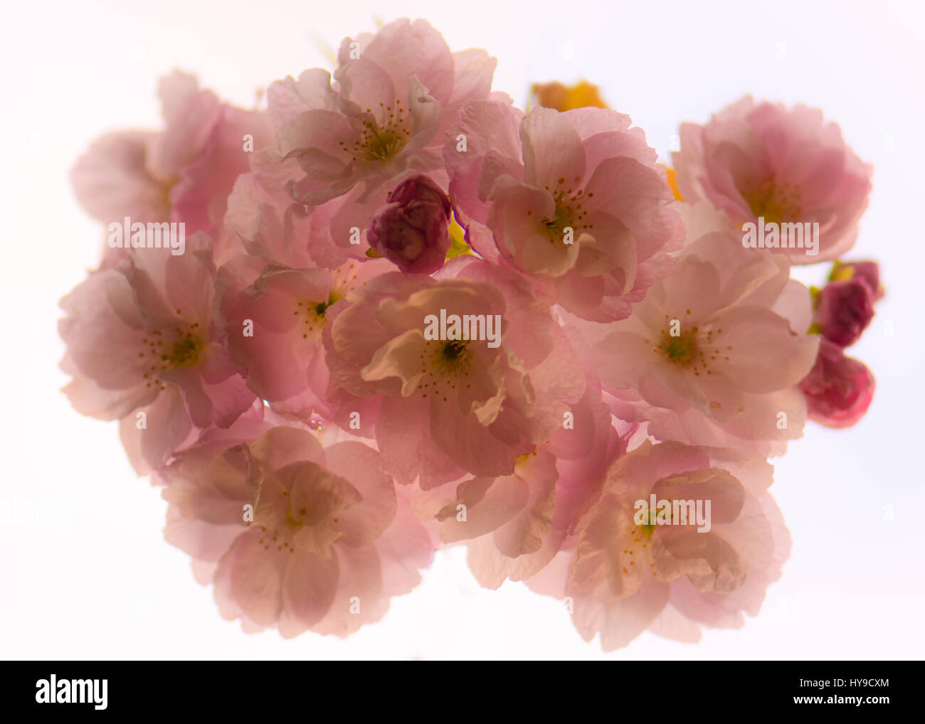 Japanese flowering cherry (Prunus hokusai) flowers from below. Large semi-double pale pink flowers of tree in the family Rosaceae, backlit by sky Stock Photo