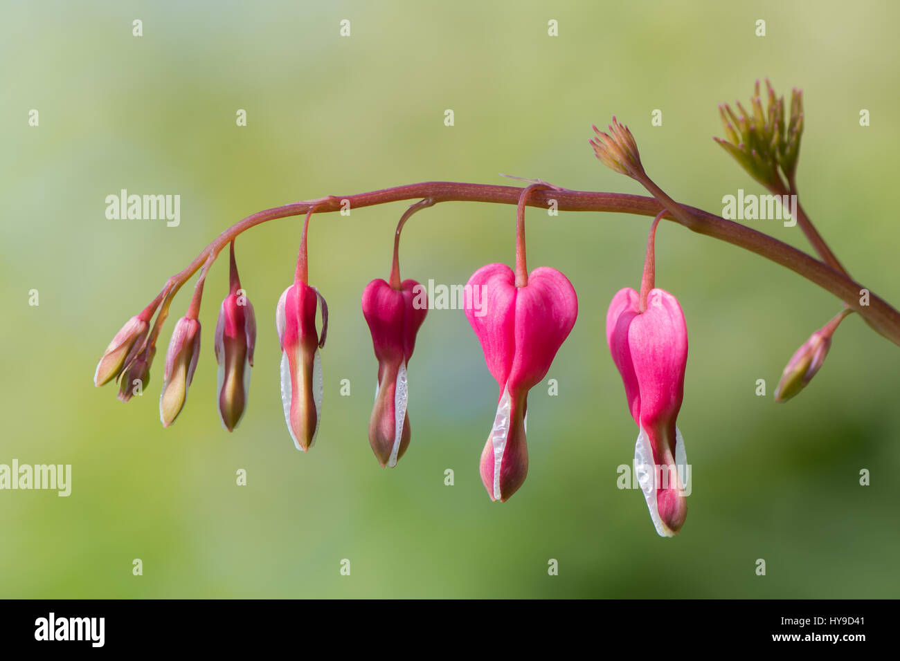 Bleeding heart (Lamprocapnos spectabilis) flowers. Raceme of pink and white flowers of plant in the poppy family (Papaveraceae) Stock Photo
