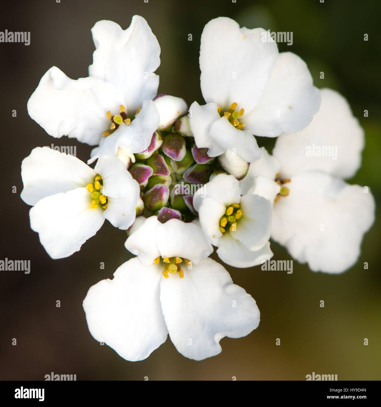 Alpine candytuft (Iberis saxatalis) corymb of flowers. White flowering shrubby plant native to the Mediterranean, in the family Cruciferae Stock Photo