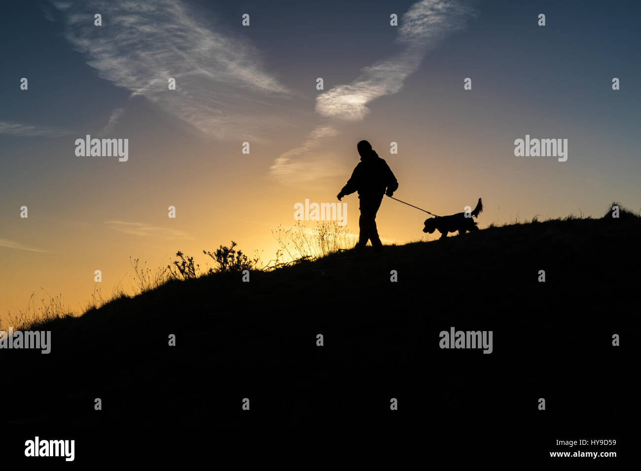 Dog daybreak hires stock photography and images Alamy