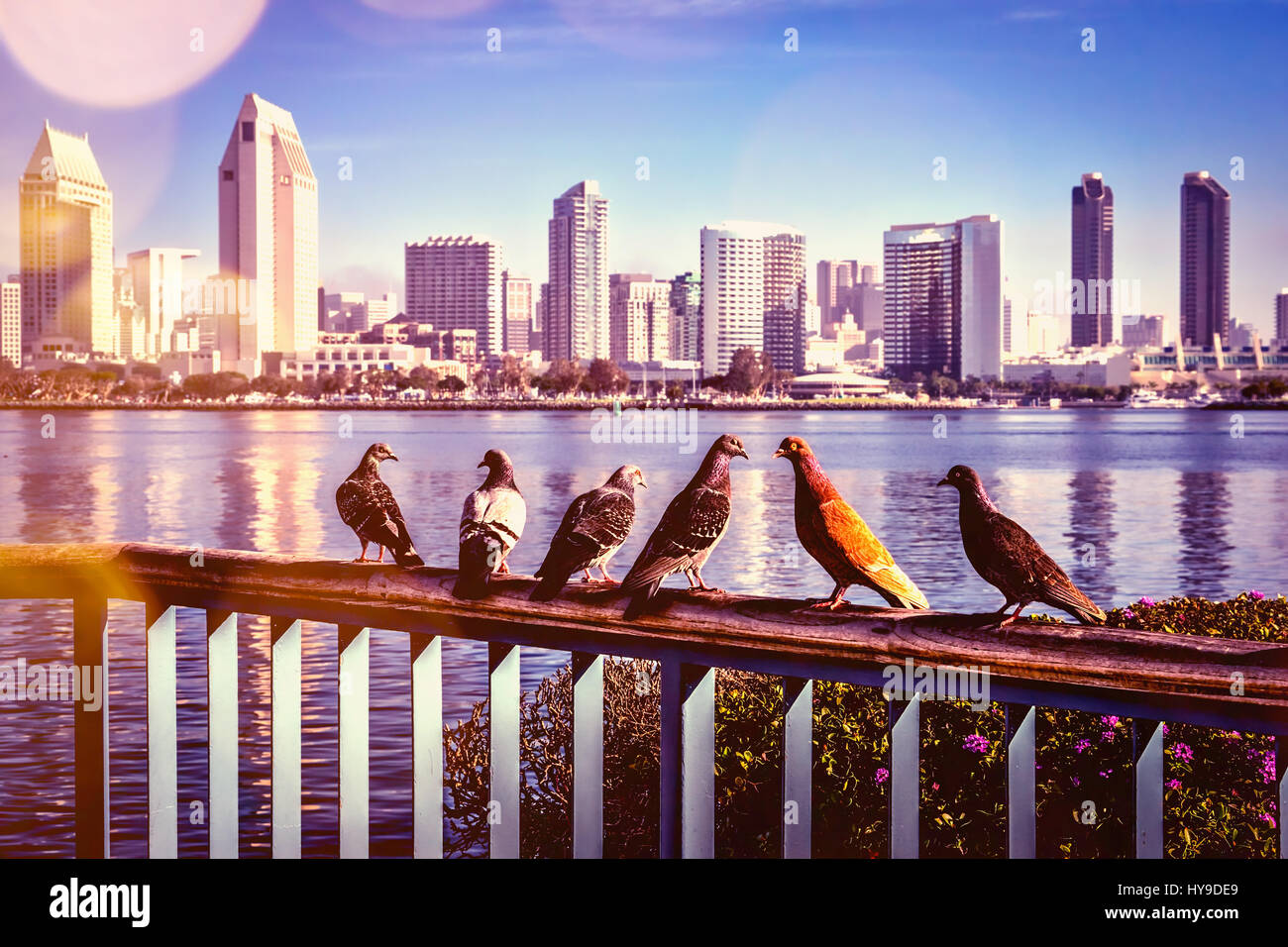 Pigeons sitting on a fence at Centennial Park in Coronado, CA. Stock Photo