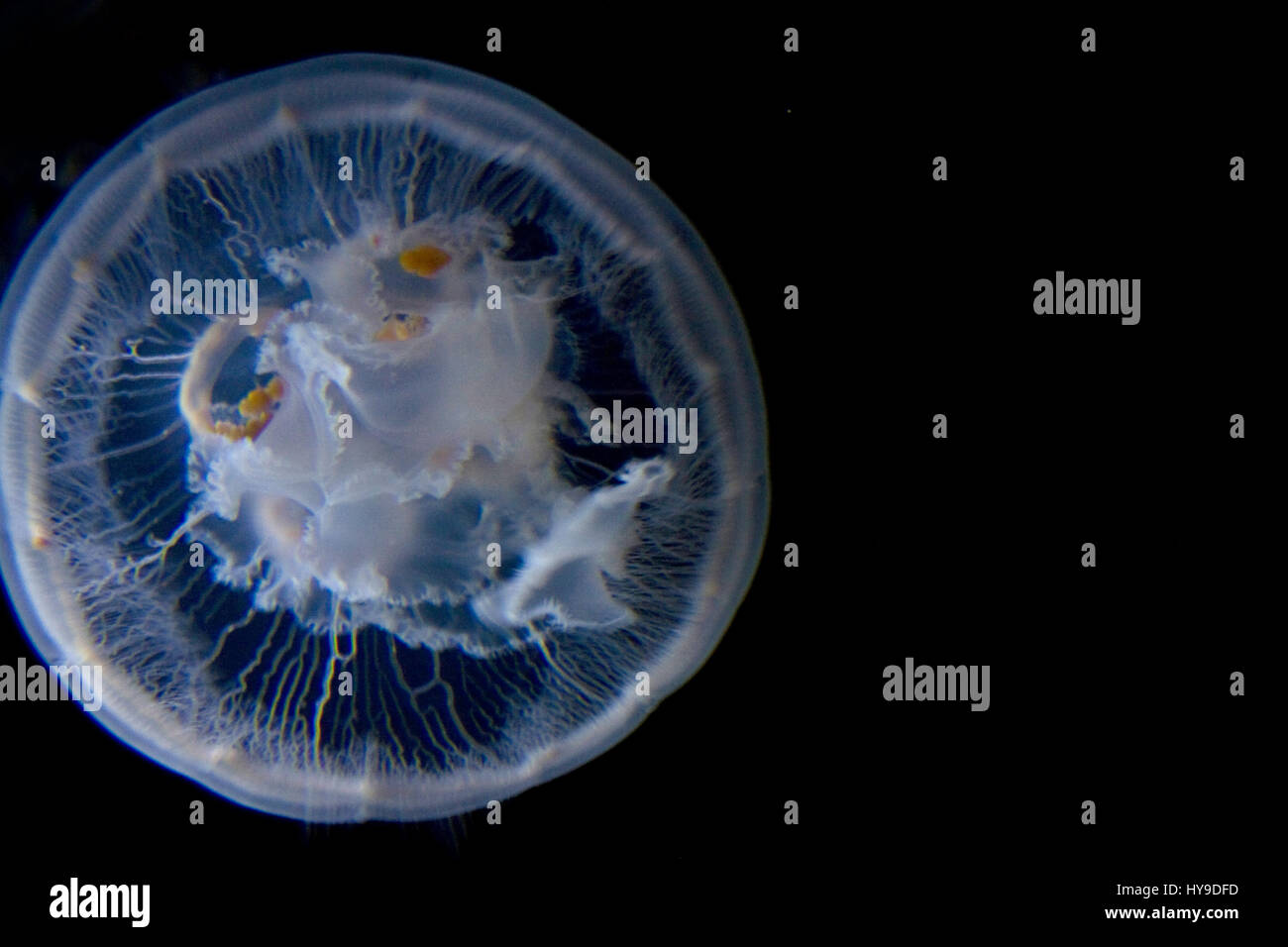 A white moon jellyfish against a black background underwater Stock ...