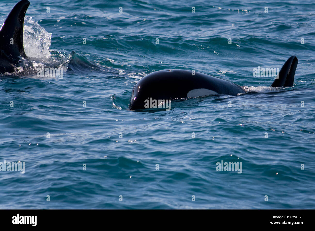 A Family Of Wild Killer Whales Swimming In The Ocean Near Seward