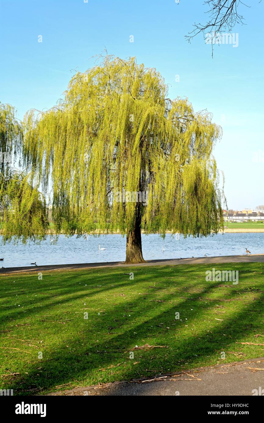 Willow tree on the riverside at Windsor Berkshire UK Stock Photo