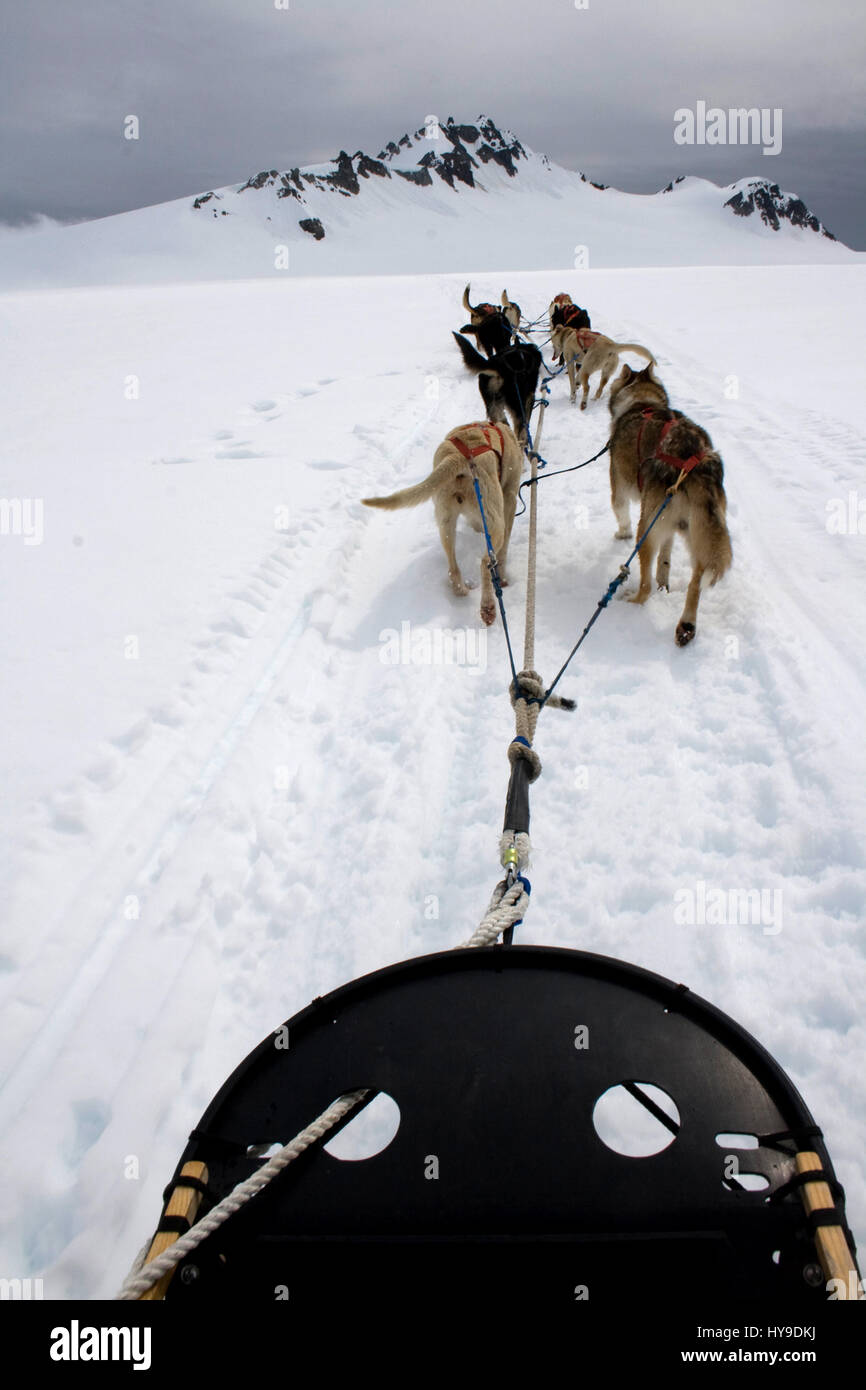 A view from the sled being pulled by a dogsledding team on a snow covered glacier in Alaska. Stock Photo