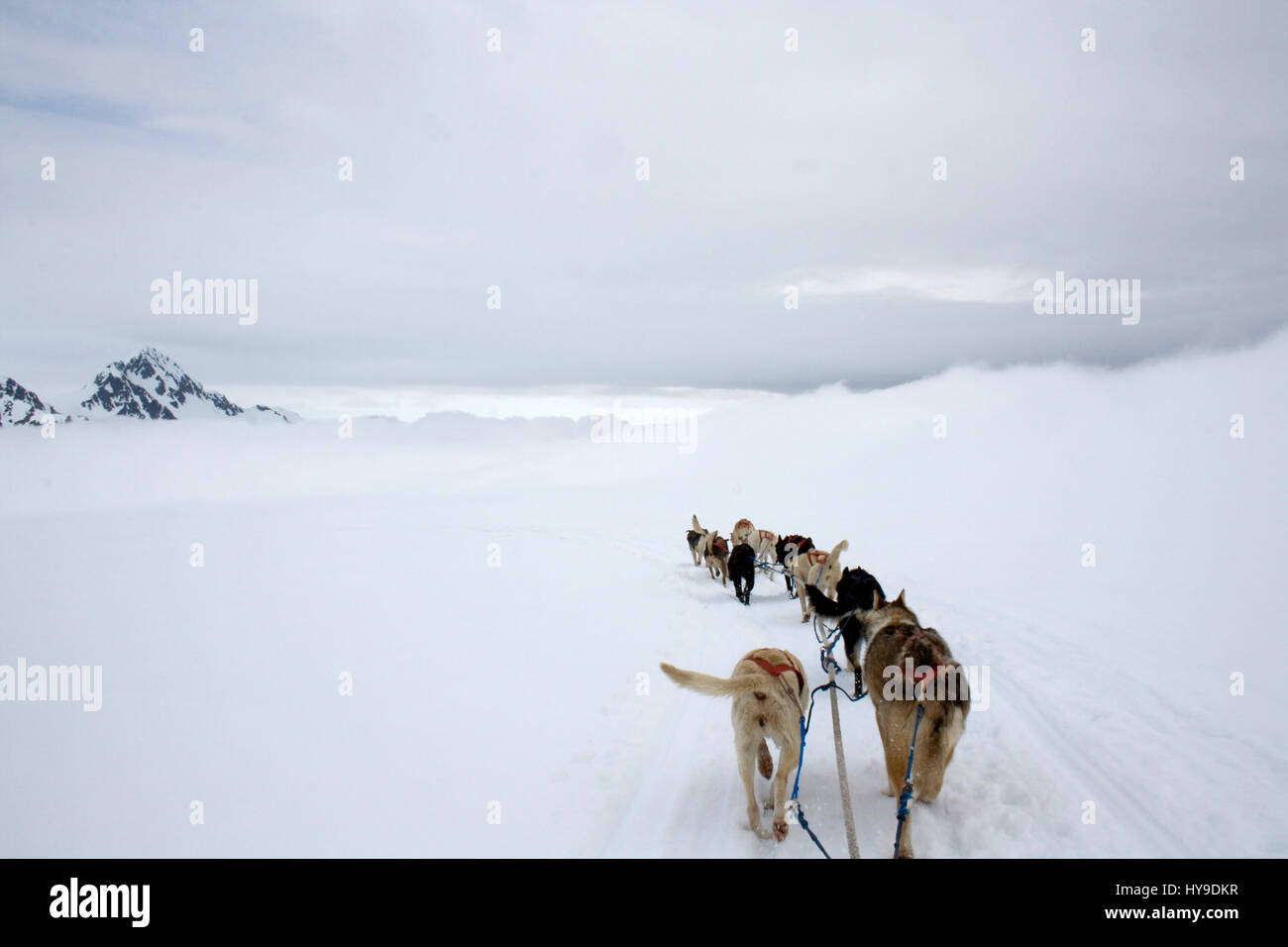 View from the sled being pulled by dogs across the snow in Alaska. Stock Photo