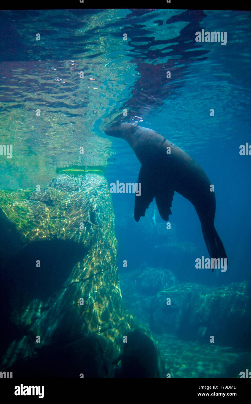 A sea lion viewed from under the water. Stock Photo