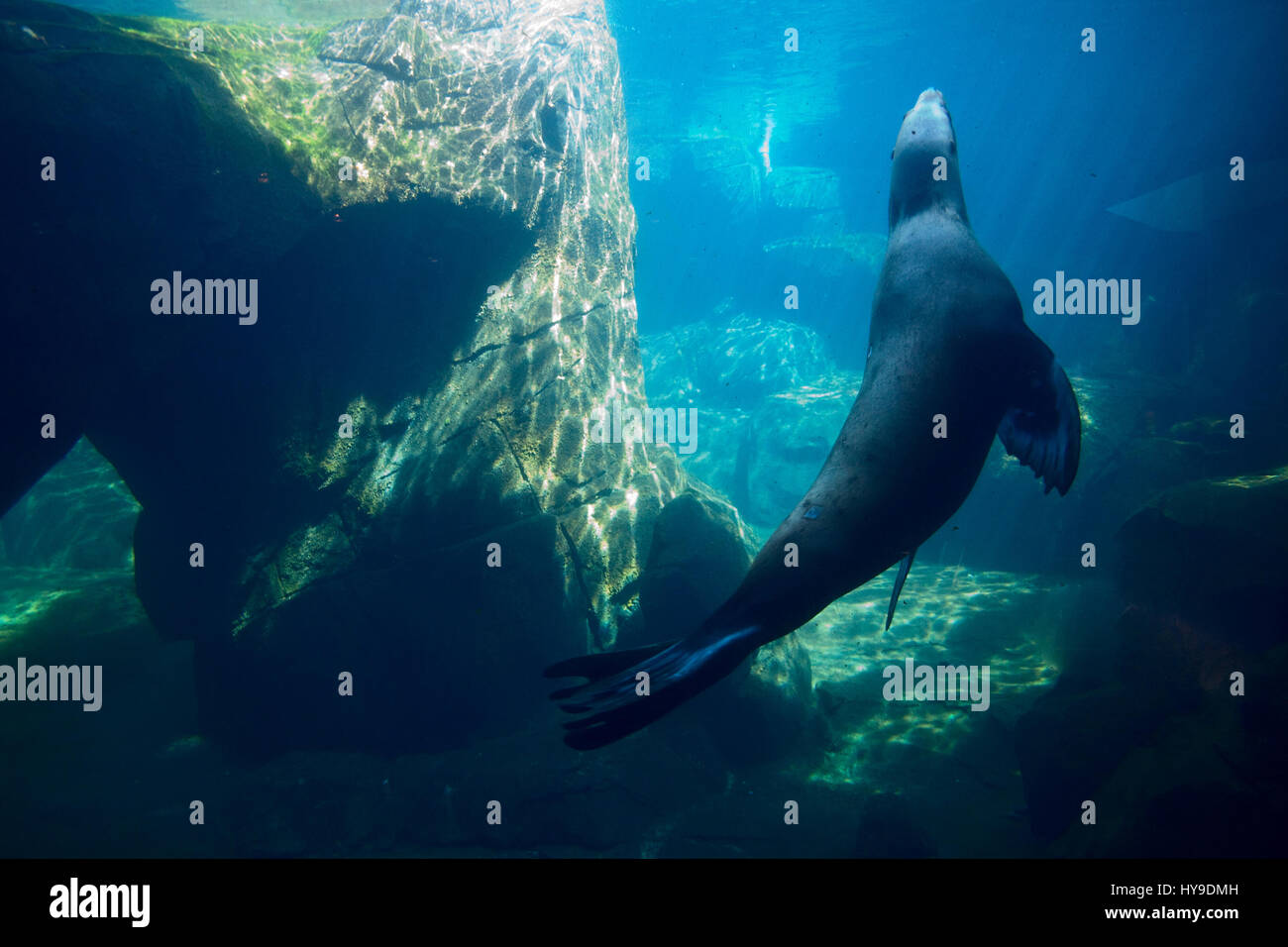 A sea lion swims through and underwater landscape. Stock Photo